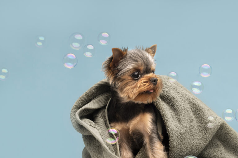 beautiful-pet-portrait-small-dog-with-bubbles