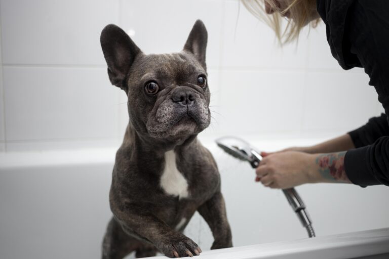 dog-lifestyle-care-with-owner